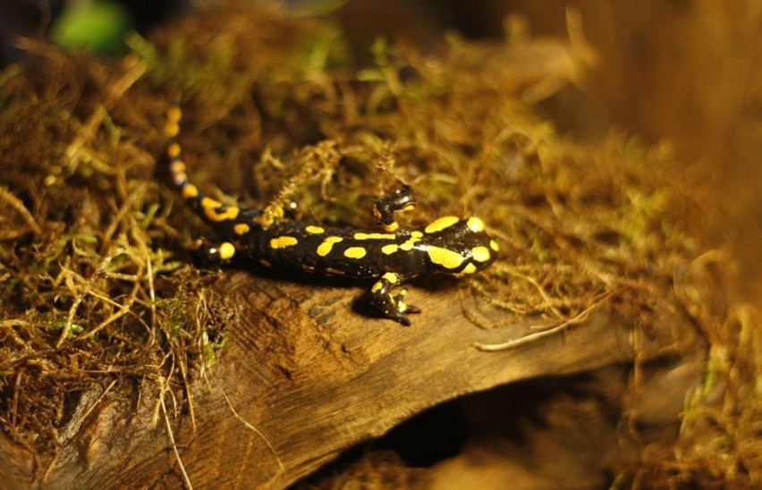 Salamandra - niezdarny płaz wrocławskiego zoo (ZDJĘCIA)