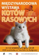 Konkurs: Międzynarodowa Wystawa Kotów Rasowych w Łuczniczce
