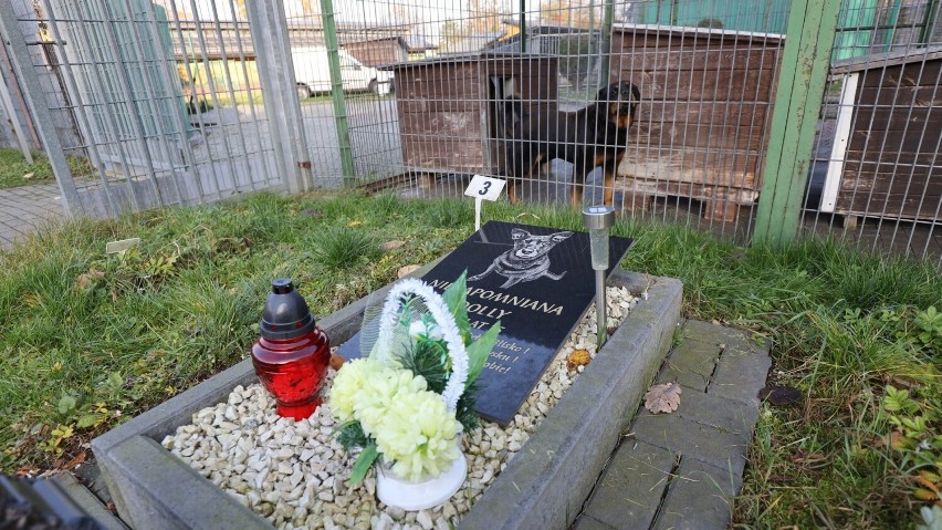 W województwie śląskim funkcjonuje jeden cmentarz dla domowych pupili. Powstał on przy Schronisku Dla Bezdomnych Zwierząt w Bytomiu. Tak wygląda to miejsce...