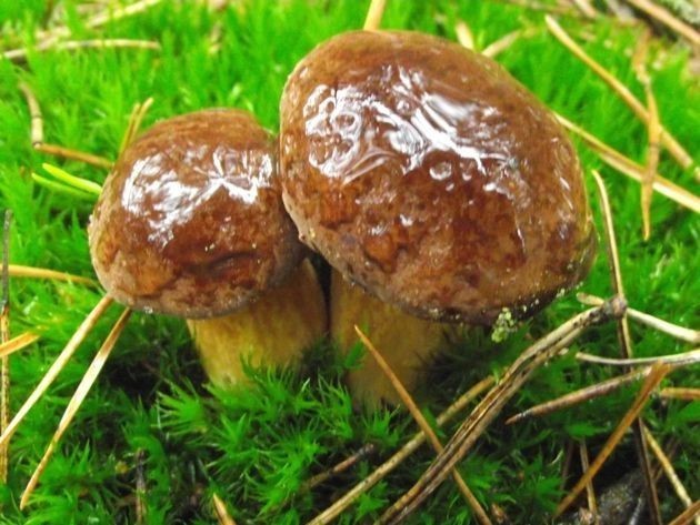 Zimowe przetwory z grzybów. Znasz ciekawe przepisy grzybowe? Podziel się z nami