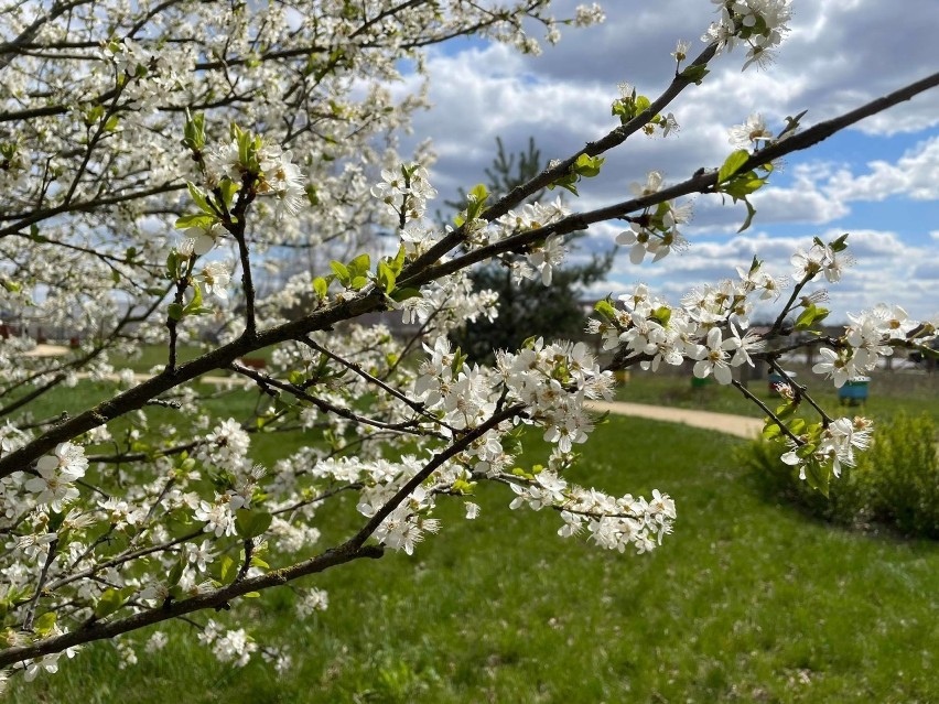 Warto odwiedzić park w Kiełpinie, który zaprojektował ten...