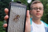 Jadowite pająki w Rybniku! Czy są niebezpieczne?