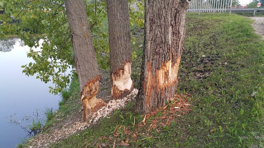 Trzy zniszczone drzewa nad zalewem w Kielcach.