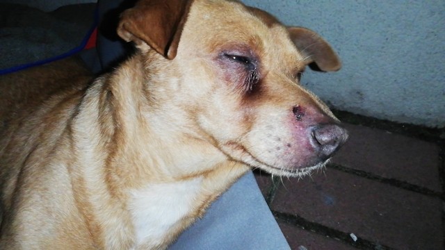 W poniedziałek, 12 lutego w Siedlisku w godzinach wieczornych na terenie prywatnej posesji, w szopie, znaleziono pobitego, nie mogącego podnieść się psa. Dziewczyna, która go znalazła, zadzwoniła do obrońców praw zwierząt. Psiak natychmiast został zabrany przez OTOZ w bezpieczne miejsce. Zwierzę bardzo cierpiało. Niestety psiaka nie udało się uratować. Miał pęknięty żołądek. Został poddany eutanazji.



Pies znaleziony został w szopie, w której schował się przed oprawcą lub szukał pomocy. Cały pyszczek miał w krwiakach, wygięty, bez czucia w tylnych łapach. Gdy został znaleziony, trząsł się z zimna i przerażenia. Pierwsze badania wykazały, że pies miał złamany kręgosłup. Nie wykluczano nawet uszkodzonego rdzenia. W ciele znajdował się też śrut. Ktoś do do czworonoga również strzelał.

Weterynarze wykluczyli wypadek z udziałem samochodu czy pogryzienie przez innego psa. Psiak został pobity za pomocą tępego narzędzia. Stan zwierzaka był wynikiem katowania go przez człowieka. Czworonóg trafił do kliniki w Gorzowie Wielkopolskim. Przed nim były kolejne. Czekała go również operacja kręgosłupa, a następnie kilka miesięcy rehabilitacji...

Niestety psiak przegrał walkę o zdrowie. Okazało się, że miał pęknięty również żołądek. Nie można było nic więcej zrobić. Został poddany eutanazji.

W internecie trwa zbiórka na rehabilitację psa. 


