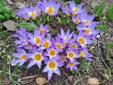 Wiosna na zdjęciach od Czytelników z  Żar i okolic. Pierwsze kwitnące kwiaty już pojawiły się w naszych ogrodach