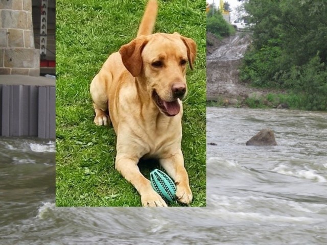 26 - latek wskoczył do rzeki Skawy w Wadowicach, by ratować psa. Porwał go nurt.