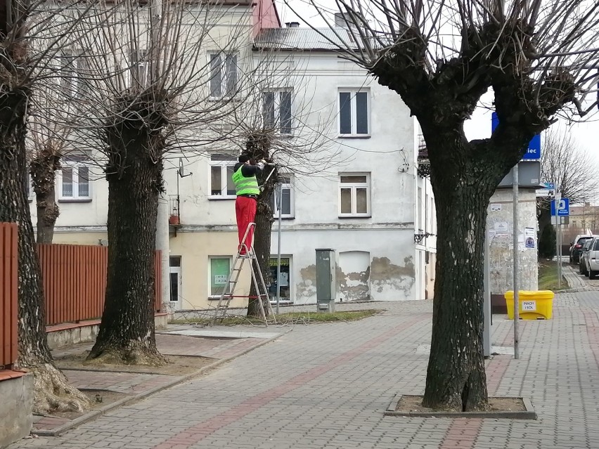 Niedawno na opatowskim Rynku rozpoczęto pielęgnację drzew....