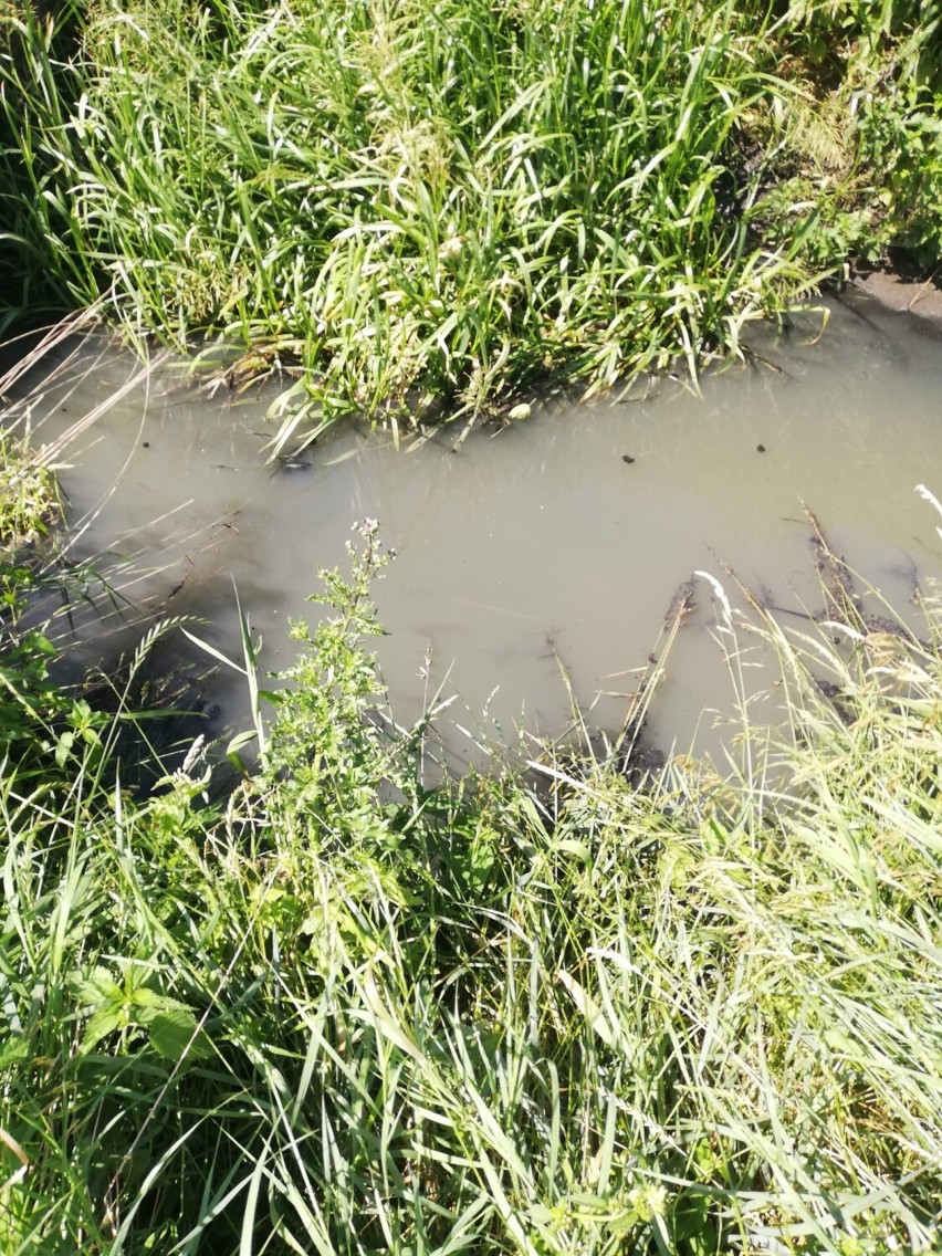 Rzeka Mogilnica została zanieczyszczona przez ścieki. W Zakładzie Gospodarki Komunalnej w Granowie doszło do awarii 