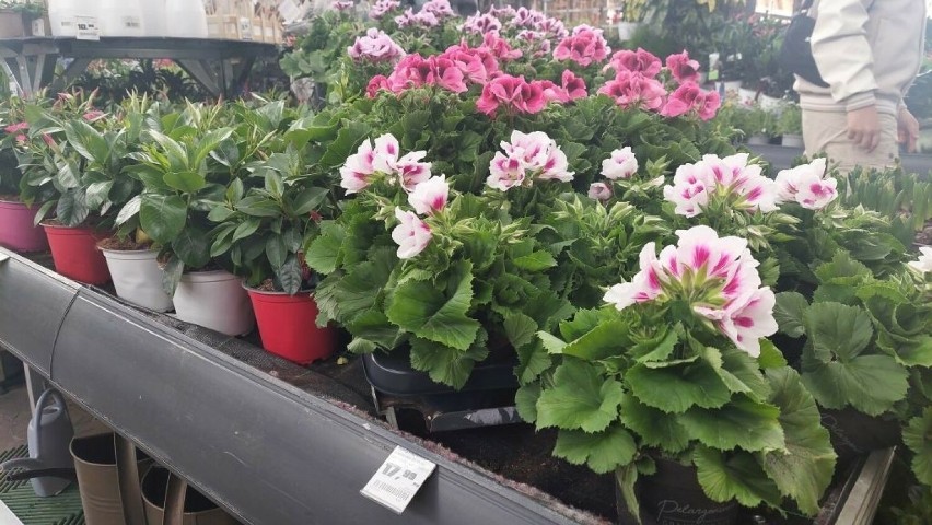 Piękne kwiaty w hipermarkecie OBI w Radomiu. Zrobisz tam wiosenne zakupy do ogrodu. Jest wielki wybór donic, nawozów, ale i mebli na taras