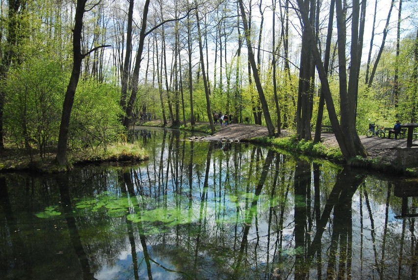 Pomysł na weekendowy spacer w Tomaszowie: Rezerwat Niebieskie Źródła koniecznie trzeba odwiedzić [ZDJĘCIA]