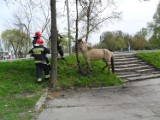 Koń biegał po Międzychodzie