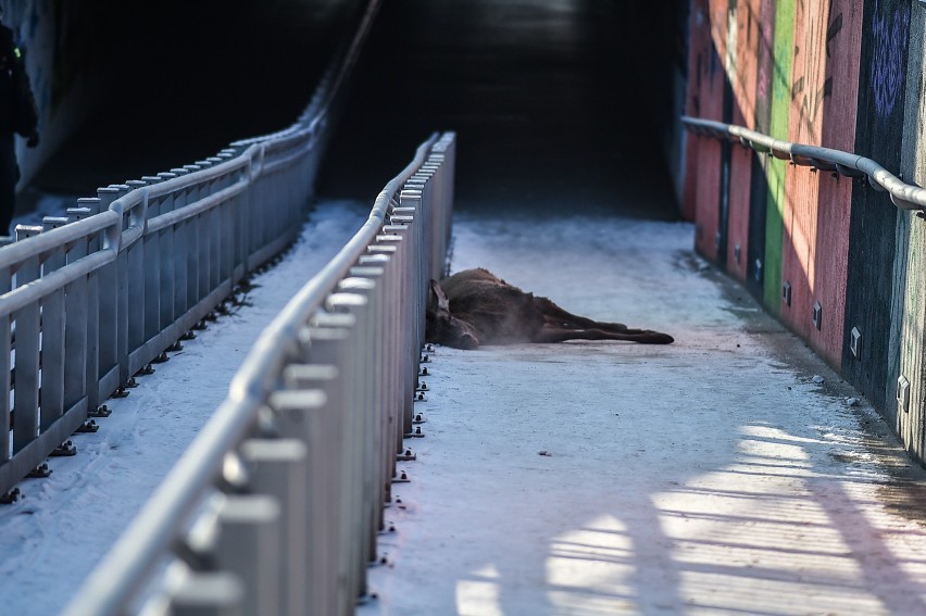 Jeleń spadł do przejścia podziemnego w Lesznie