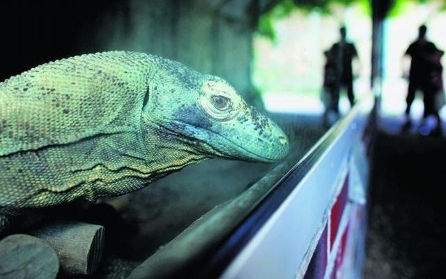 Największe na świecie jaszczurki to ogromna rzadkość w ogrodach zoologicznych na świecie