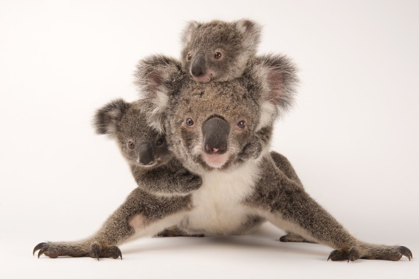 KOALA...