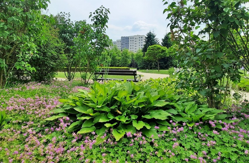 Arboretum w parku dzikowskim w Tarnobrzegu. Wyjątkowe miejsce na spacer (ZDJĘCIA)