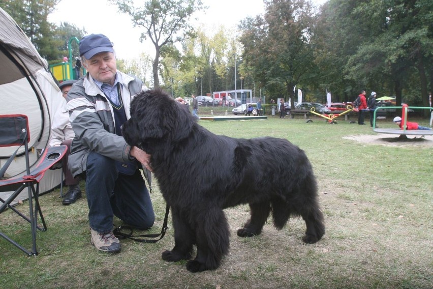 Wystawa psów rasowych w Rybniku 2013.