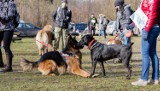 Dogtrekking w Dusznikach - I Bieg na 6 łap za nami [FOTO]