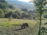 Beskid Sądecki. Zakaz wstępu do lasów przyciąga dzikie zwierzęta. Młody niedźwiedź spacerował po leśnej polanie [WIDEO]