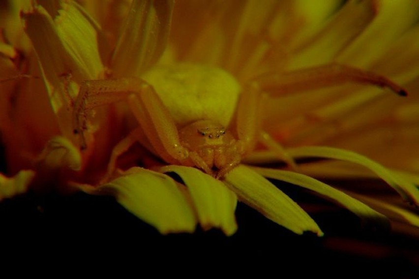 Kwietnik (Misumena vatia)