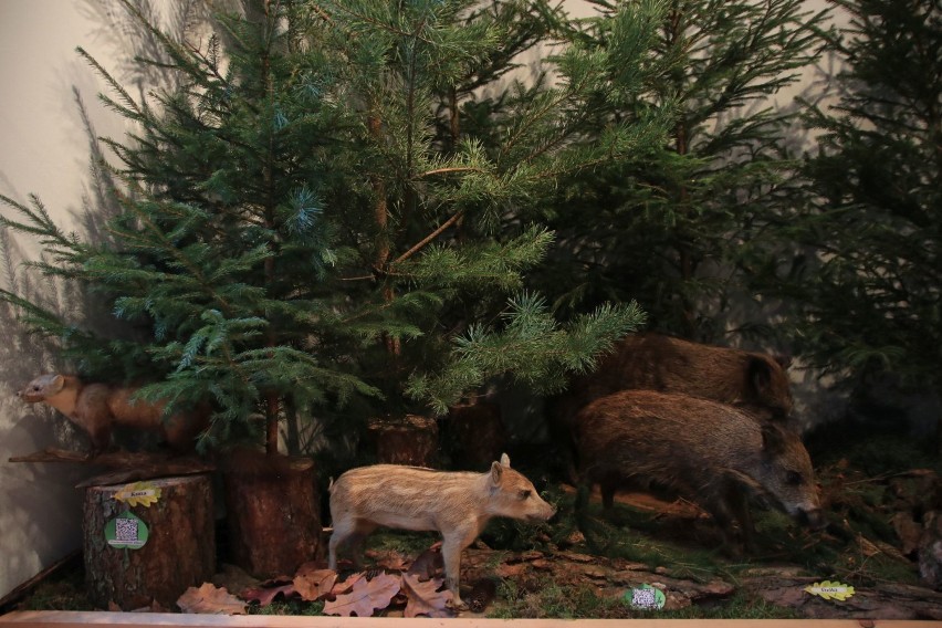 Las wokół nas. Wystawa przyrodnicza w Muzeum Ziemi Wieluńskiej ZDJĘCIA