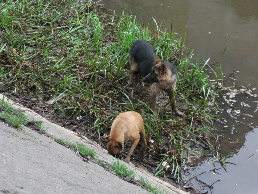 Kalisz - Strażnicy wyciągali psy z rzeki