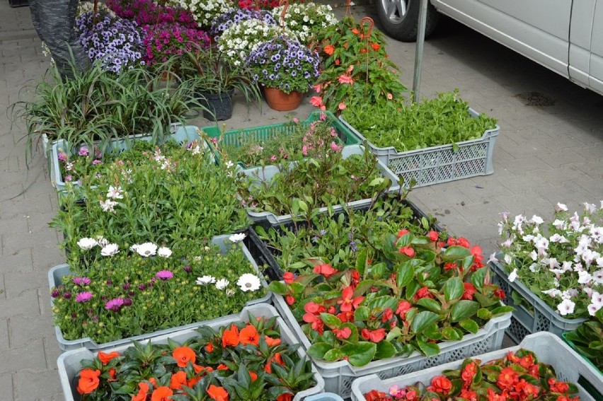 Na targowisku miejskim sprawdziliśmy ceny warzyw i kwiatów [ZDJĘCIA]