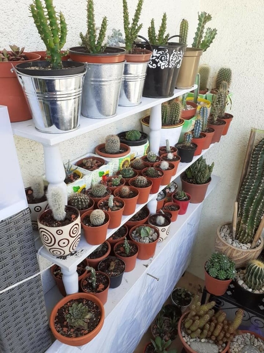 Okazała kolekcja kaktusów.