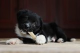 Psy do adopcji ze Schroniska dla Bezdomnych Zwierząt w Radomiu. Może któregoś pokochasz i zabierzesz do domu. Zobacz niezwykłe zdjęcia
