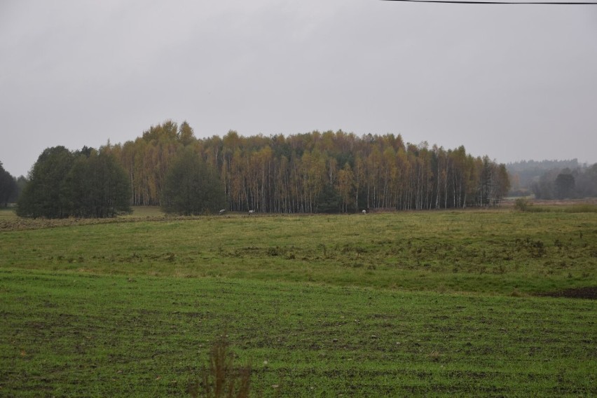 Jesienny spacer w Lipach w gm. Stara Kiszewa. Malownicza miejscowość zaprasza [ZDJĘCIA]