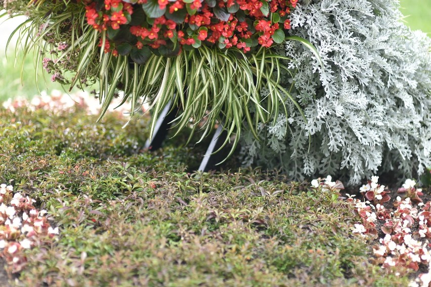 Leszno. Kwietny ptak na skwerze przy Alejach Jana Pawła II. Tworzy go ponad tysiąc kwiatów [ZDJĘCIA]