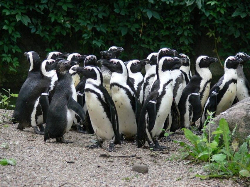 Warszawskie ZOO. Pingwiny dostały w prezencie nową tablicę