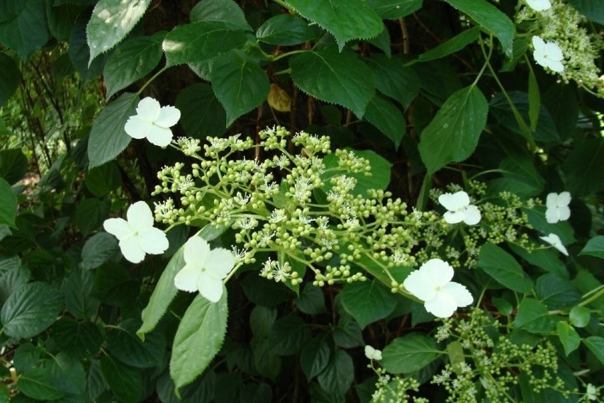 Hortensje pnące kwitną na biało. Kwiaty niektórych odmian...