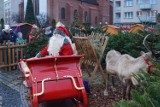 Renifery na raciborskim rynku. Widzieliście? [ZDJĘCIA]