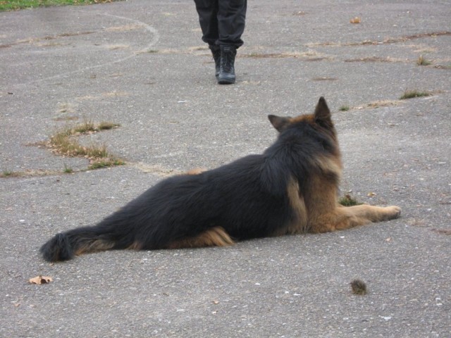 Pogryziony przez psa w Zabrzu. Ugryzł go w krocze