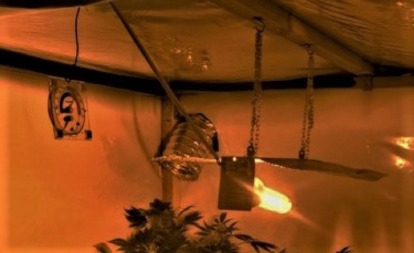 W Złotowie zlikwidowano plantację marihuany. Aż 50 krzaków!
