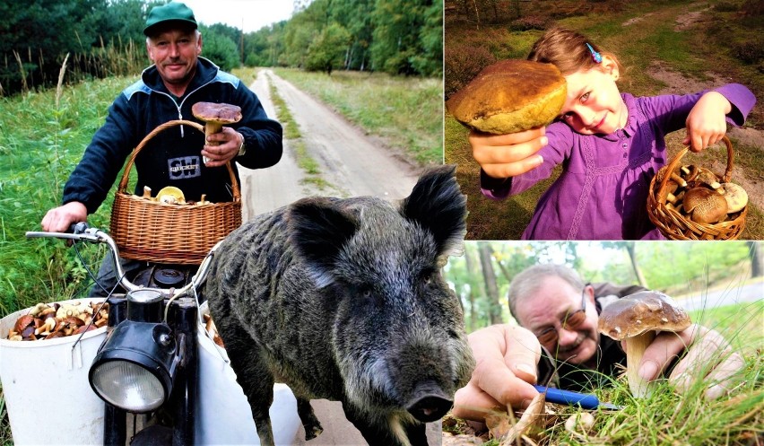 Dramaty grzybiarza. W tych sytuacjach jesteś bezradny. TOP 15 koszmarów każdego grzybiarza