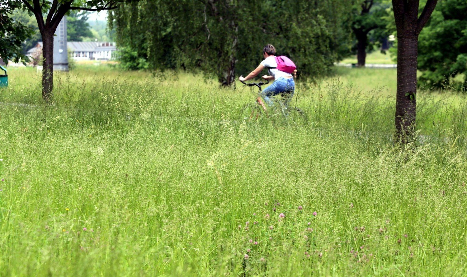 Piękne łąki kwietne w Parku Śląskim. W chorzowskim parku ograniczono  koszenie traw | Chorzów Nasze Miasto