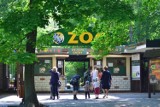 Stare i Nowe Zoo w Poznaniu znów będą otwarte. Od poniedziałku, 26 kwietnia czekają na zwiedzających  