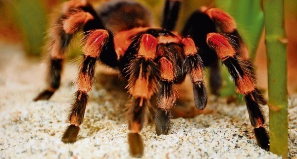 Tarantule najczęściej trafiają do nas z Ukrainy.