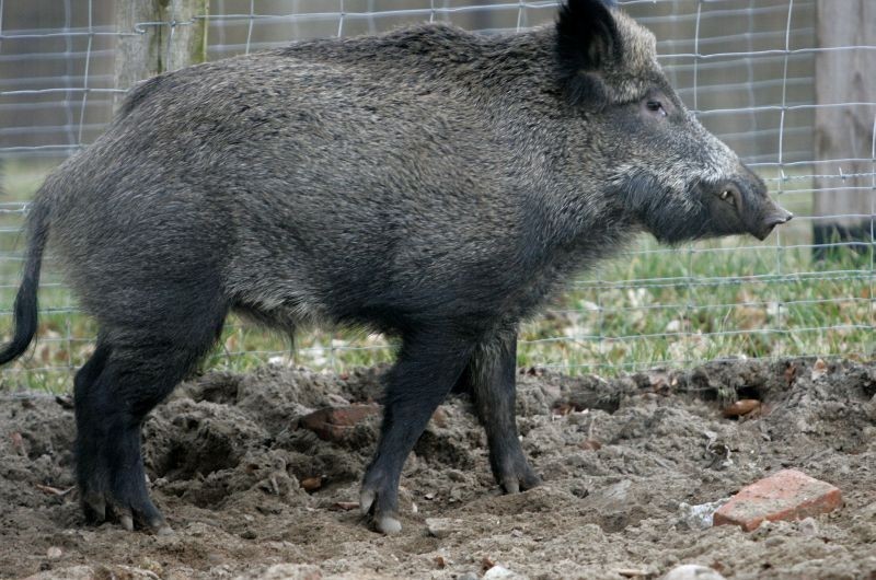 Poznań - Dziki będą wyłapywane i wywożone do lasów