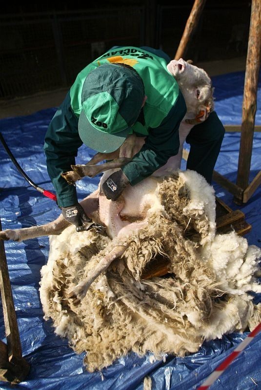 Owce z wrocławskiego zoo są gotowe na wiosnę (ZDJĘCIA)
