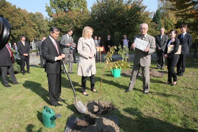 Wzmożenie rozmów na linii Łódź - Japonia można obserwować od kilku miesięcy. W październiku prezydent Zdanowska sadziła wiśnie wraz z ambasadorem Japonii