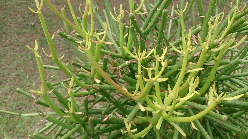 Wilczomlecz palczasty (Euphorbia tirucalli) jest znany także...