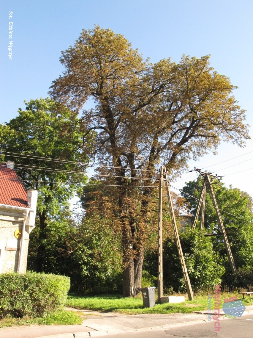 Sporo kasztanowców rośnie też przy ul. Andersa, dokładnie na...