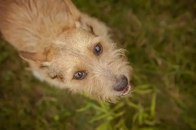 Zołza, 9 lat, suczka.
Miała wielkiego pecha i straciła właścicielkę, która ciężko zachorowała. Dla osoby do której się przyzwyczai jest kochana i pełna uroku. Wobec obcych nieufna, zadziorna. Lubi dużo szczekać i bawić się. W schronisku nie potrafi się pokazać z dobrej strony. W rzeczywistości jest bardzo kochana. 

NUMER EWIDENCYJNY: 1165/12
W SCHRONISKU OD 21.07.2012
BOKS 20
WIEK  9 LAT