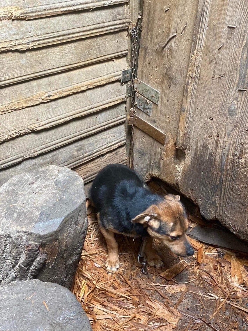 Pieskiem obecnie opiekują się wolontariusze TOZ-u. Kundelek...