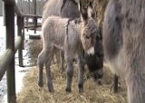 Ośliczka Gracja - Zobacz nową mieszkankę ZOO w Poznaniu [WIDEO]