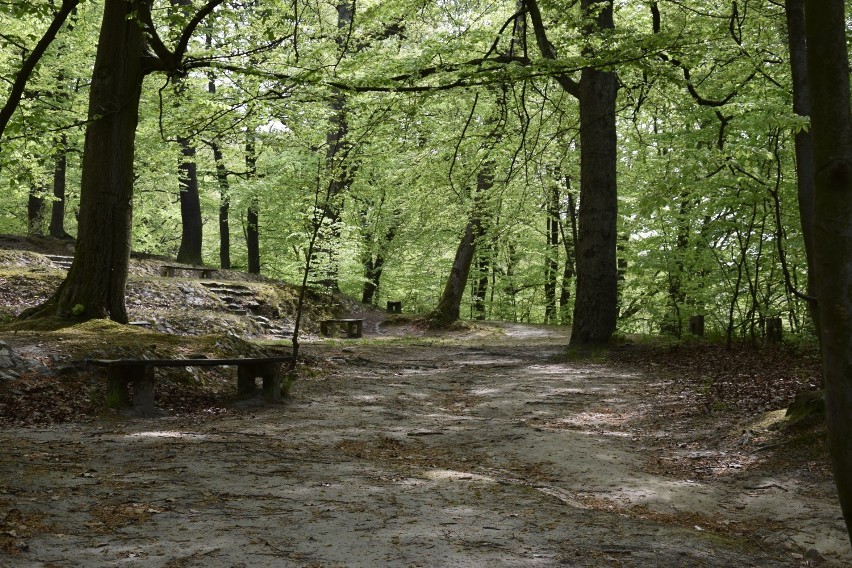 Bażantarnia. 5 idealnych miejsc na wiosenny spacer w Elblągu