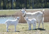 Sensacją ostatnich dni w Zbąszynku są narodziny trzech koźląt na wyspie 