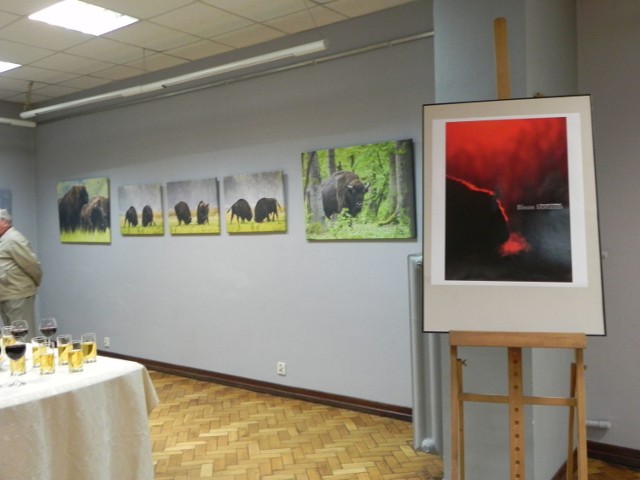 Wernisaż wystawy &quot;Bison bonasus&quot; odbył się 20 sierpnia 2015 roku w Galerii Fotografii Miejskiego Centrum Kultury. Fot. Krzysztof Krzak